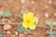 Tribulus terrestris